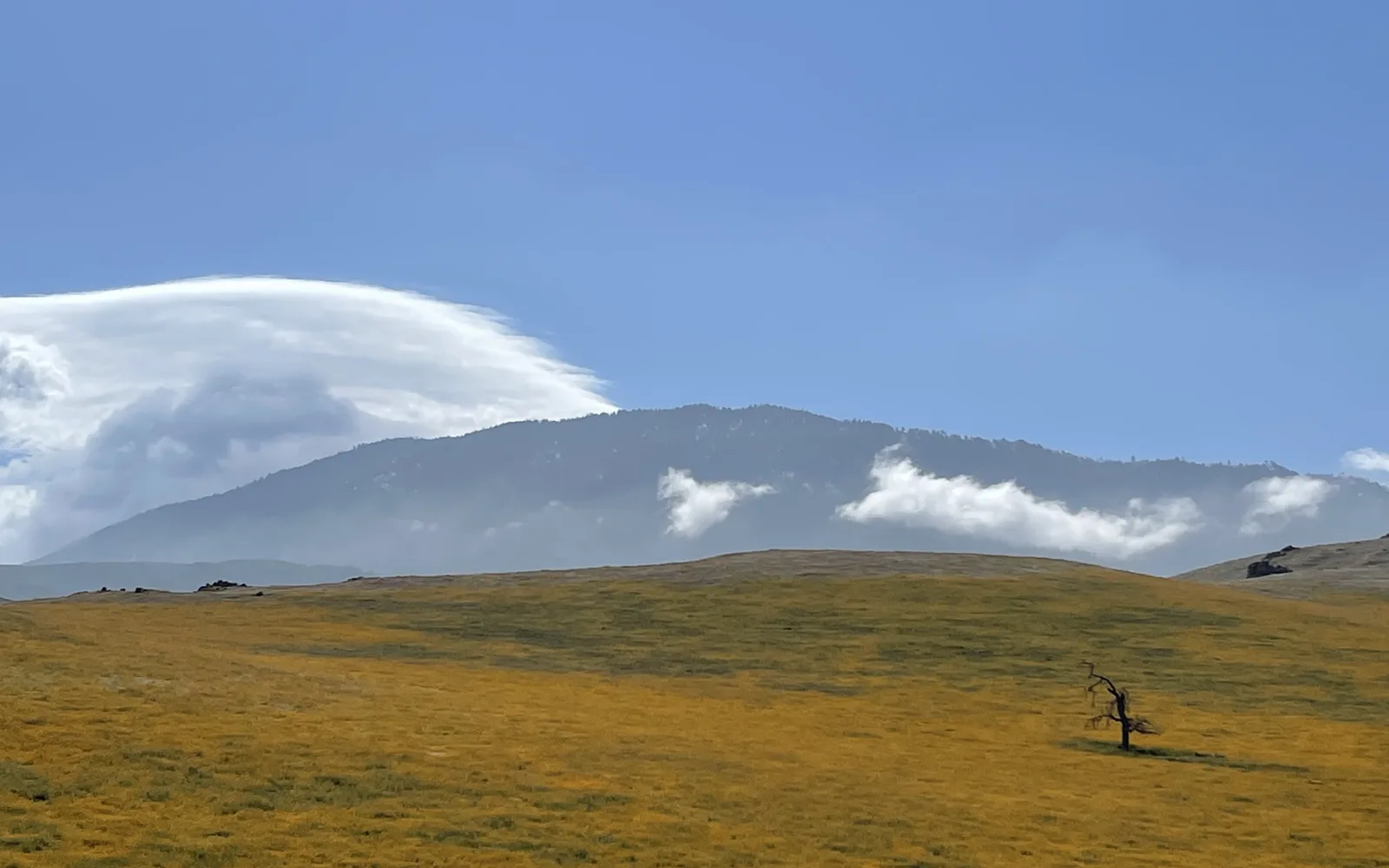 Spring wildflowers blooming along California Route 58 in Kern County between Bealville and Keene, showing the rolling hills and natural terrain of the Southern San Joaquin Valley.