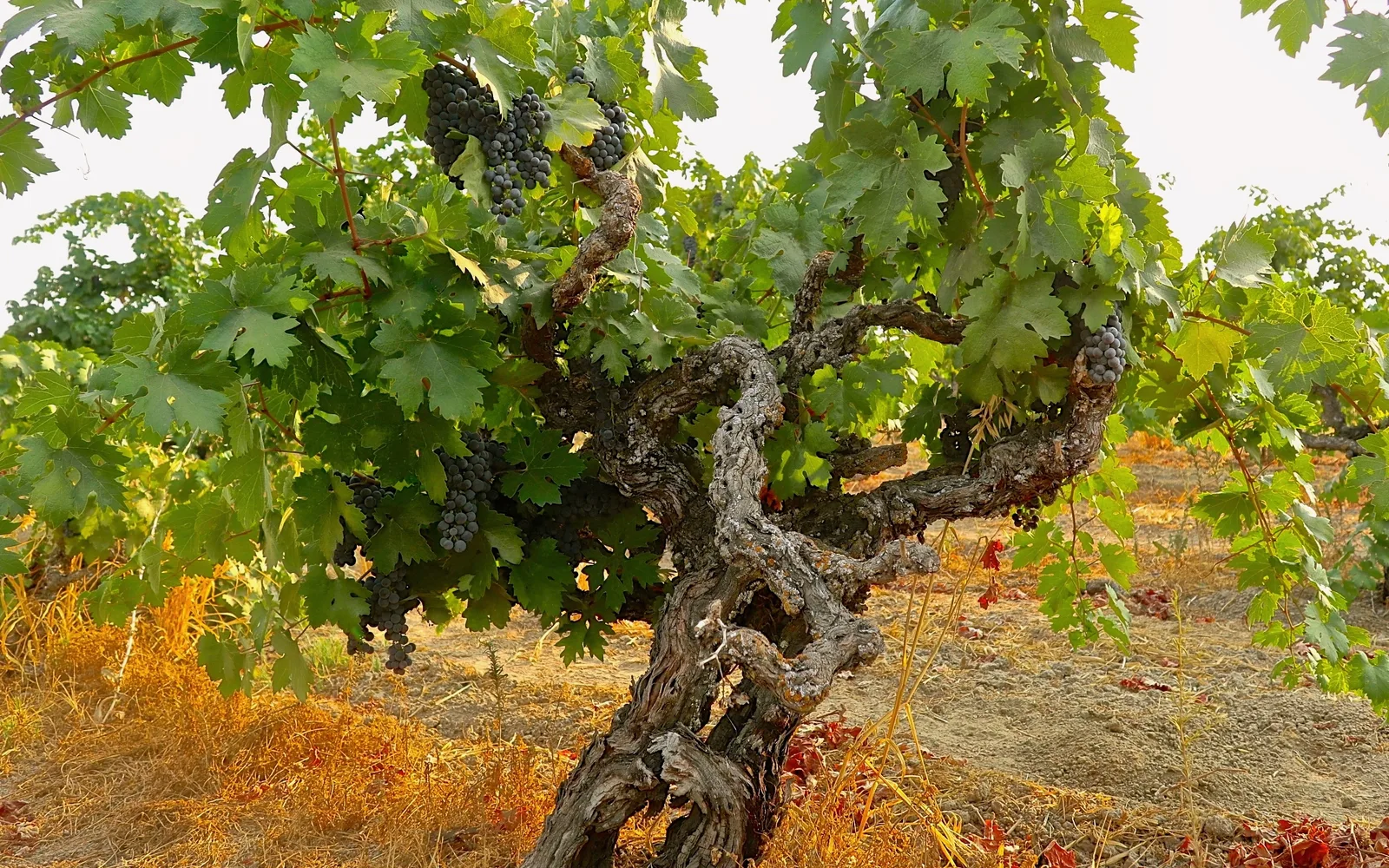 Ancient Zinfandel grapevine at a California vineyard planted in 1907, showing the vine ready for harvest in the late summer sun.